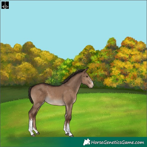 Horse Color:Liver Red Dun Sabino 