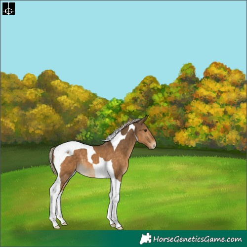 Horse Color:Chocolate Palomino Tobiano 