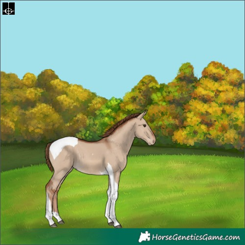 Horse Color:Red Dun Tobiano 