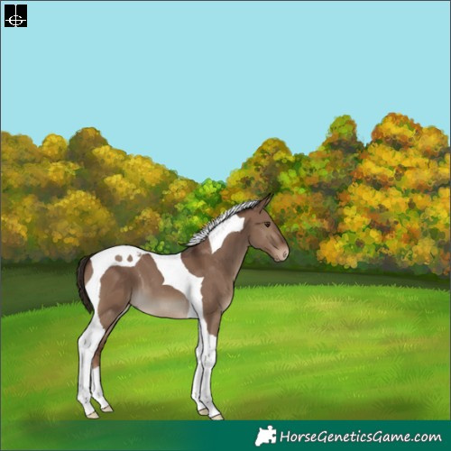 Horse Color:Liver Red Dun Tobiano 