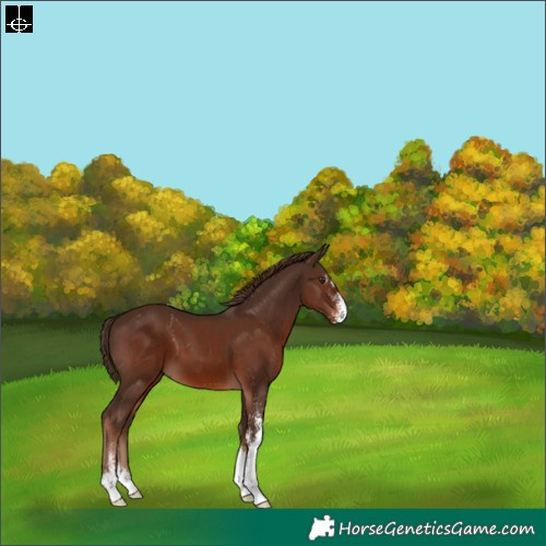 Horse Color:Liver Chestnut Sabino 