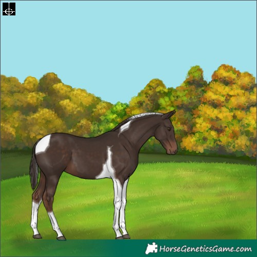 Horse Color:Liver Chestnut Tobiano 