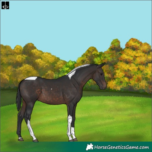 Horse Color:Brown Tobiano 