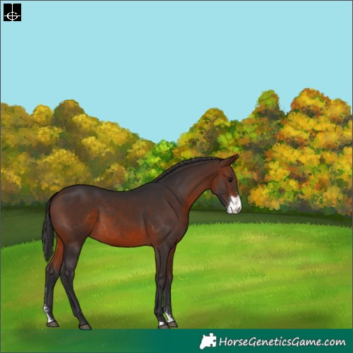 Horse Color:Brown Sabino 