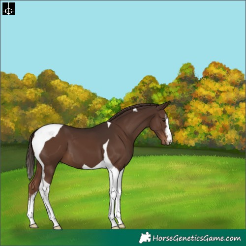 Horse Color:White Spotted Liver Chestnut Tobiano 