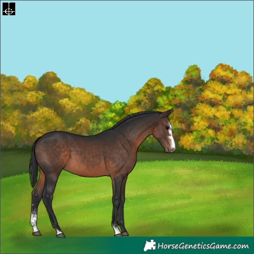 Horse Color:Brown Sabino 