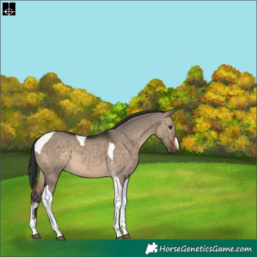 Horse Color:White Spotted Brown Dun Tobiano 