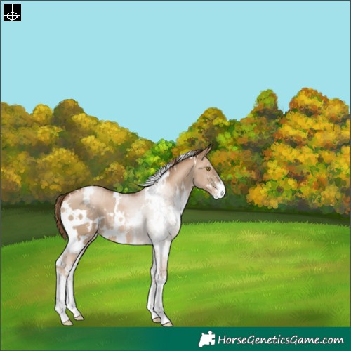 Horse Color:White Spotted Liver Red Dun Pearl Sabino 