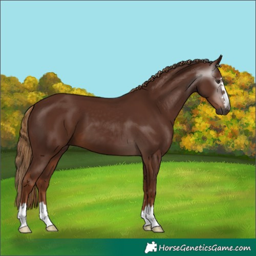Horse Color:Gray Chestnut