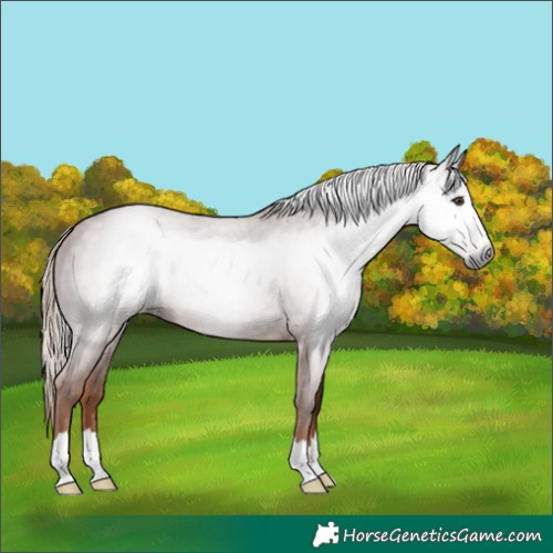 Horse Color:Gray Chestnut 