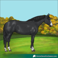 Horse Color:Black 