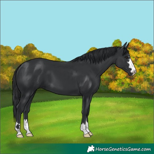 Horse Color:Black 