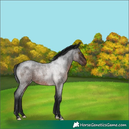Horse Color:Gray Brown Roan Rabicano 