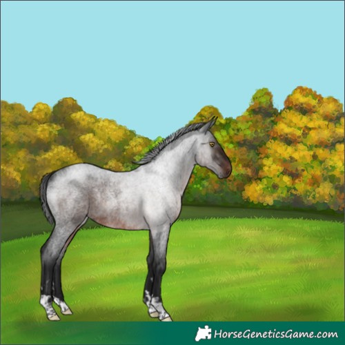 Horse Color:Gray Brown Roan Rabicano 
