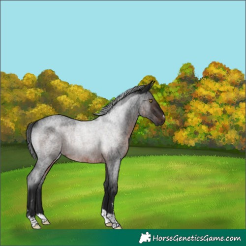 Horse Color:Gray Brown Roan Rabicano 