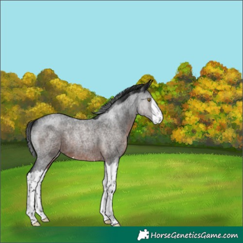 Horse Color:Gray Brown Roan Splash Rabicano 