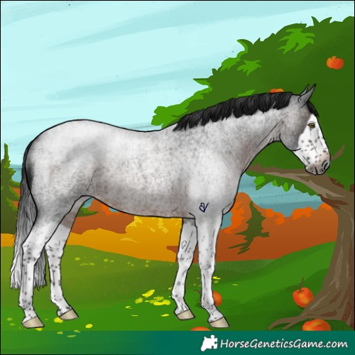 Horse Color:Gray Brown Roan Splash Rabicano 
