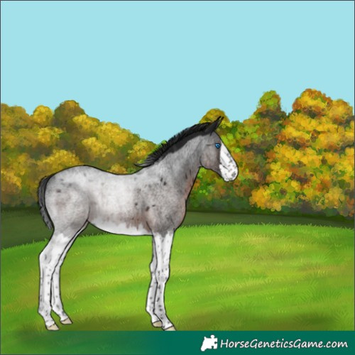 Horse Color:Gray Brown Roan Splash Rabicano 