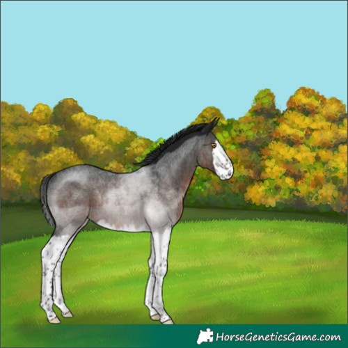 Horse Color:Gray Brown Roan Splash Rabicano 