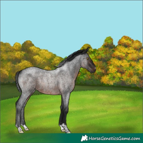 Horse Color:Gray Brown Roan Rabicano 