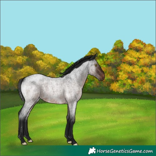Horse Color:Gray Brown Roan Rabicano 