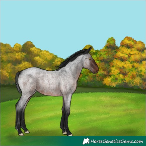 Horse Color:Gray Brown Roan Rabicano 