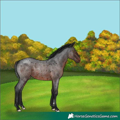 Horse Color:Gray Brown Roan Rabicano 