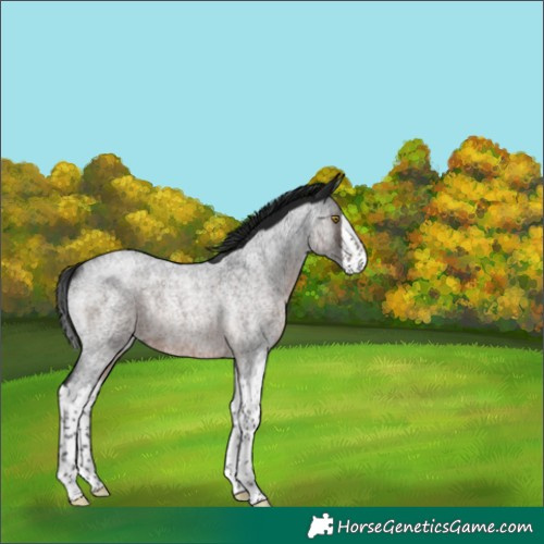 Horse Color:Gray Brown Roan Splash Rabicano 
