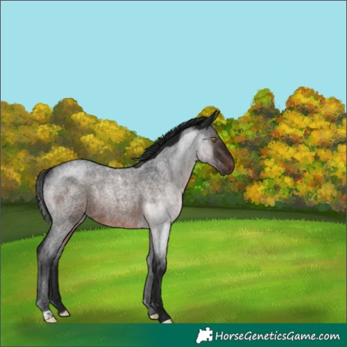 Horse Color:Gray Brown Roan Rabicano 