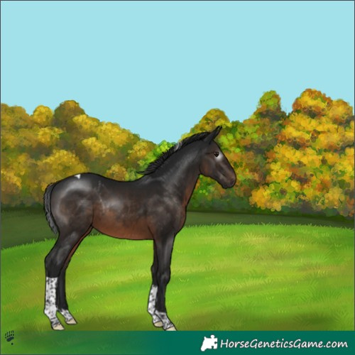 Horse Color:Gray Brown Tobiano Rabicano 