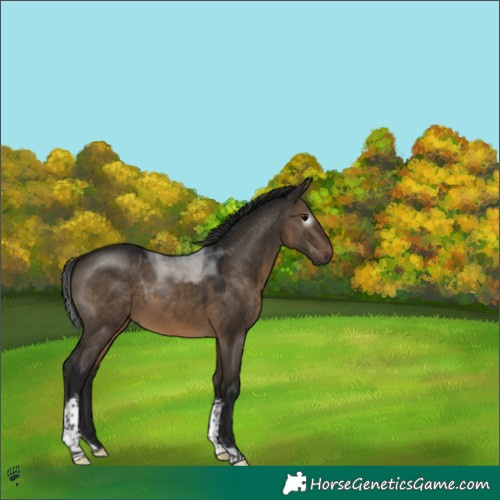 Horse Color:Gray Brown Dun Tobiano Rabicano 