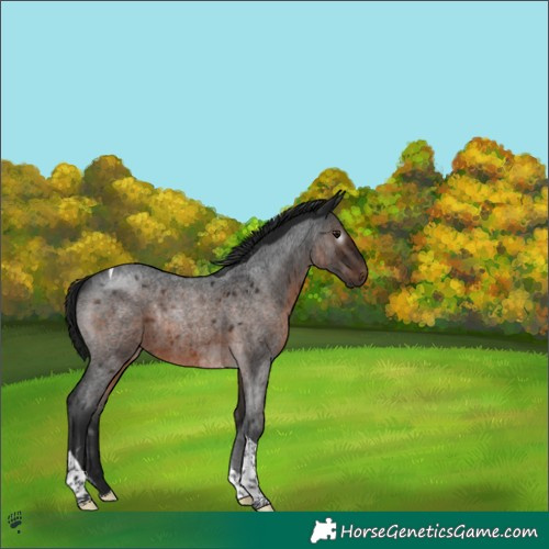 Horse Color:Gray Brown Roan Tobiano Rabicano 
