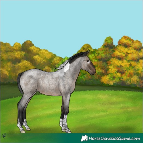 Horse Color:Gray Brown Roan Dun Tobiano Rabicano 