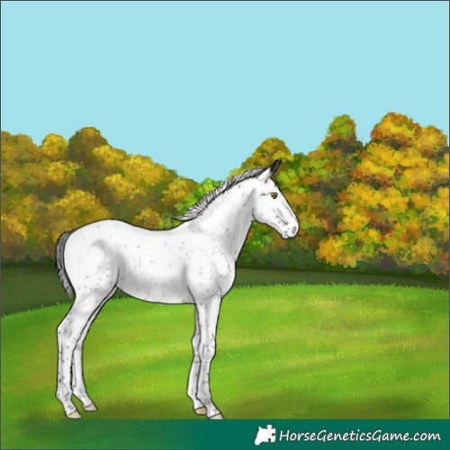 Horse Color:Brown Roan Splash Rabicano 