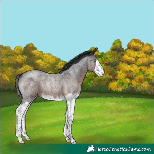 Horse Color:Brown Roan Splash Rabicano 