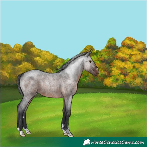 Horse Color:Brown Roan Rabicano 