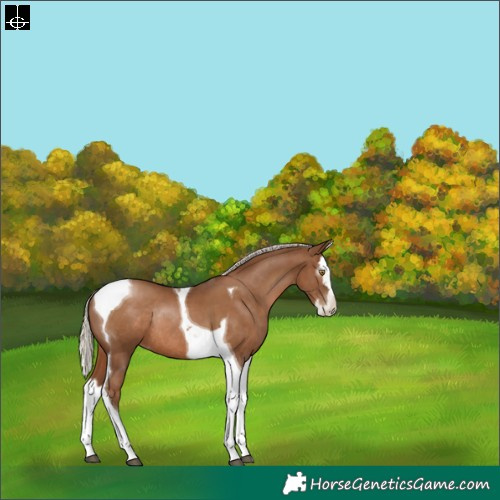 Horse Color:Gray Silver Black Pearl Sabino Splash Tobiano Rabicano 