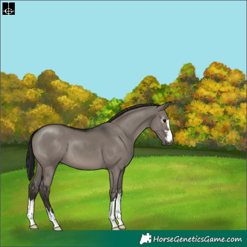 Horse Color:Gray Grullo 