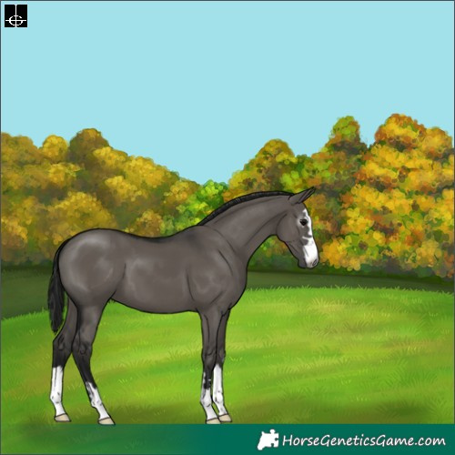 Horse Color:Gray Grullo 