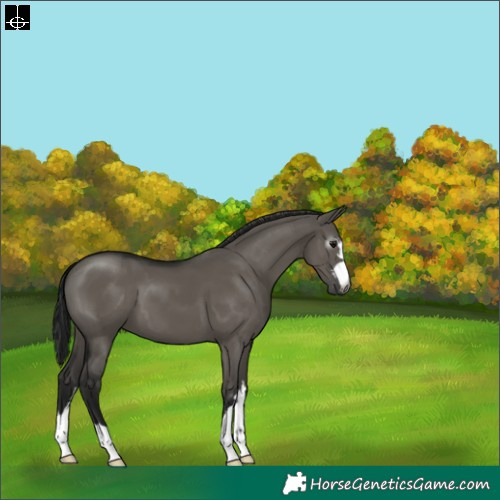 Horse Color:Gray Smoky Grullo 