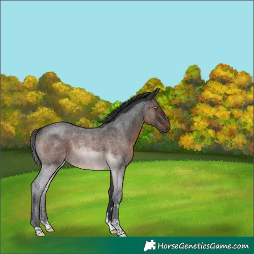 Horse Color:Brown Roan Rabicano 