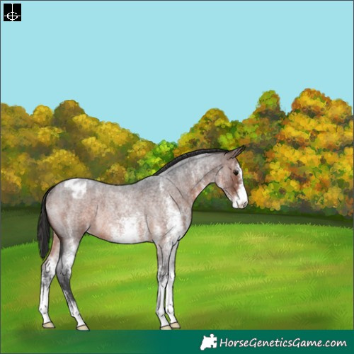 Horse Color:White Spotted Brown Roan Varnish Rabicano 