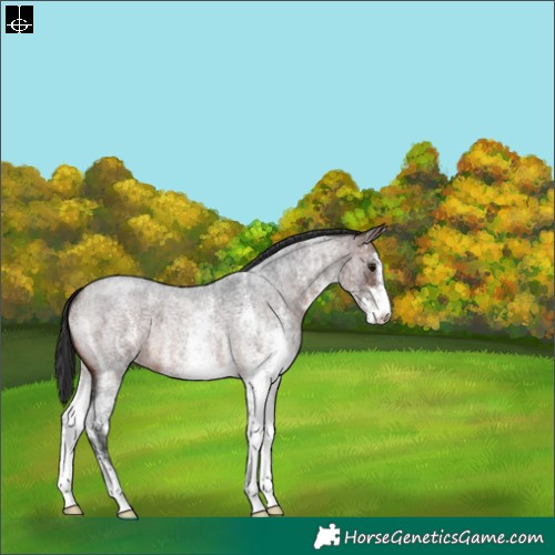 Horse Color:White Spotted Brown Roan 