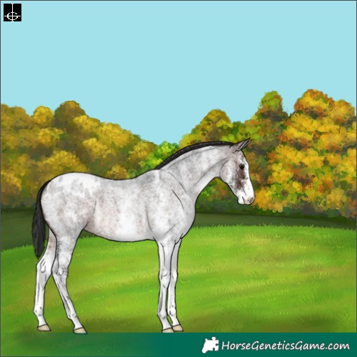 Horse Color:White Spotted Brown Roan Varnish 