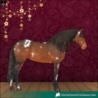Horse Color:White Spotted Brown Varnish Rabicano 