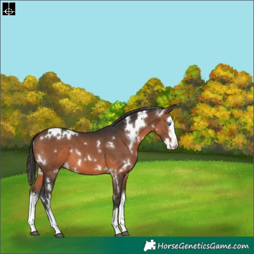 Horse Color:White Spotted Brown Splash 