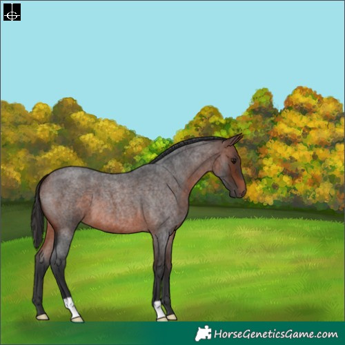 Horse Color:Brown Roan 