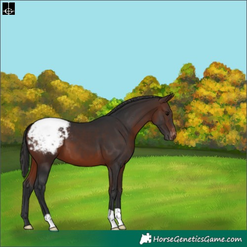 Horse Color:Brown Appaloosa 