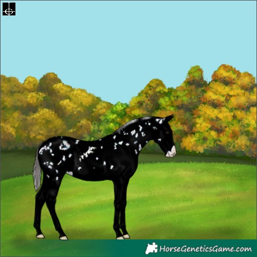 Horse Color:White Spotted Classic Champagne Dun Sabino Splash Rabicano 