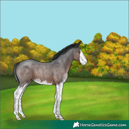 Horse Color:Brown Roan Splash Rabicano 